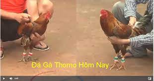 Trực tiếp đá gà Thomo